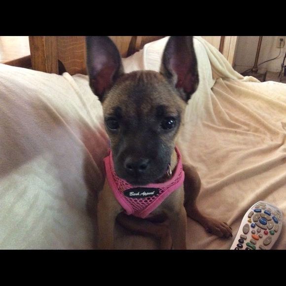 Meet your Posher, Victoria - Picture 5 of 14